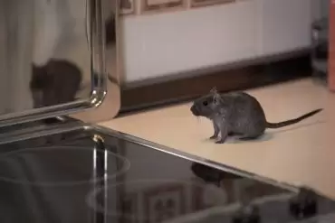 a mouse is an invading pest