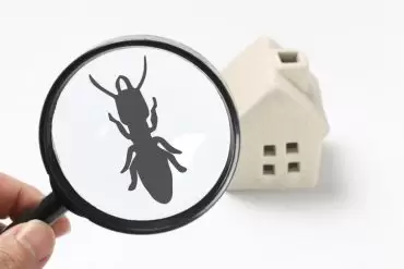 how to treat active ants in the spring