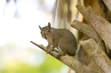 getting rid of squirrels from your home and lawn