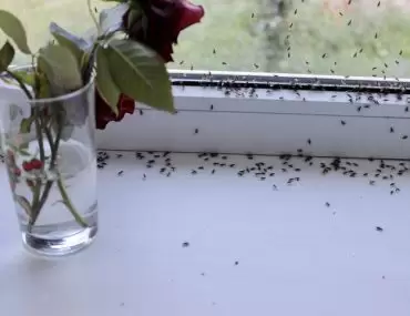 keeping fruit flies and houseflies out of your home tips