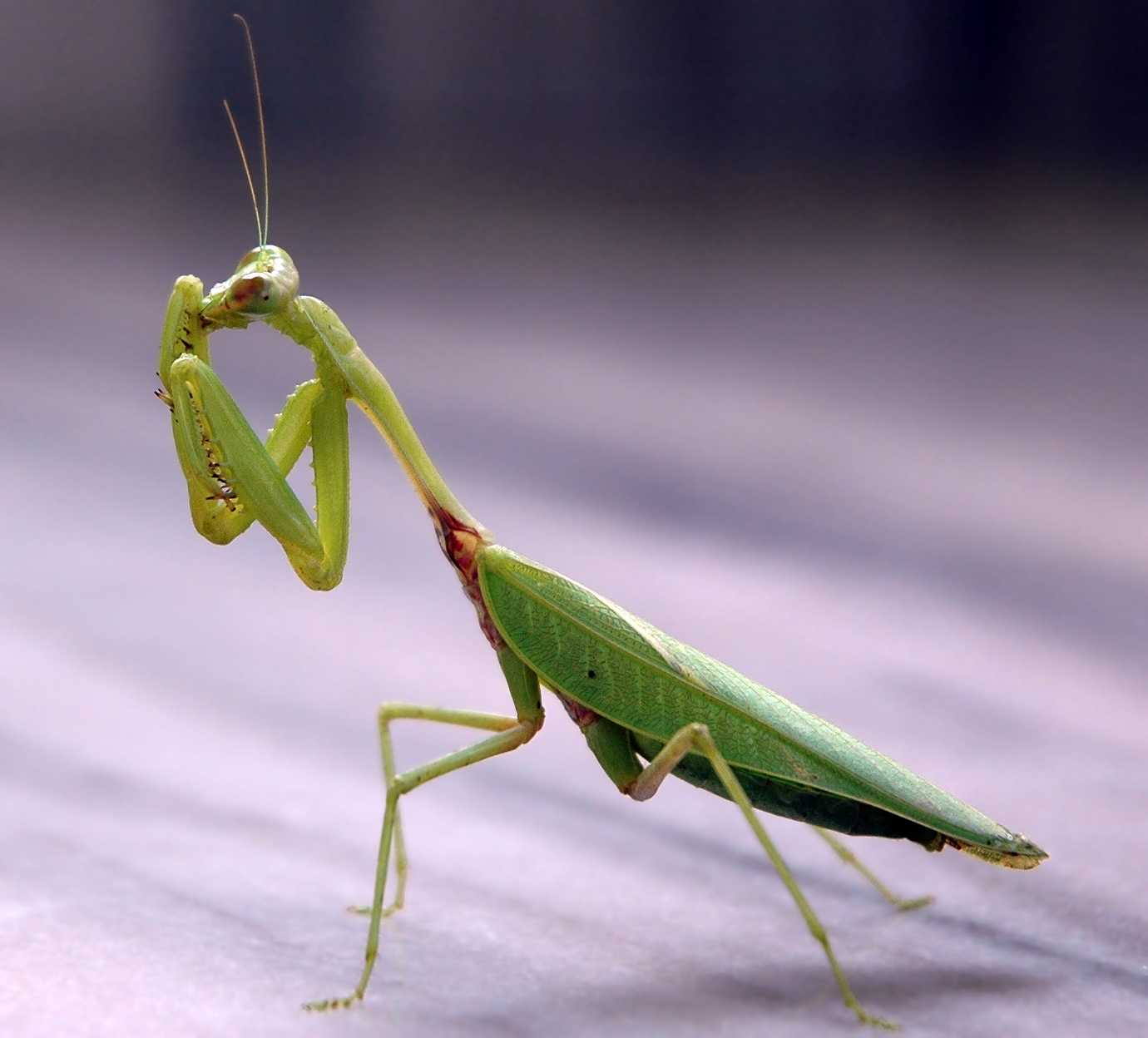 Do praying mantis shop fly