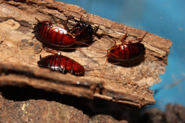 Palmetto Bugs in St. Cloud