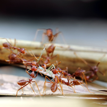 fire ants Brevard County