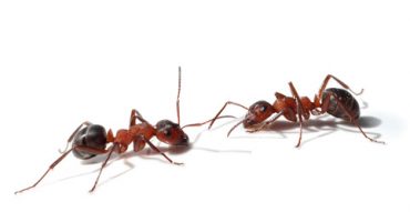 ants Brevard County FL