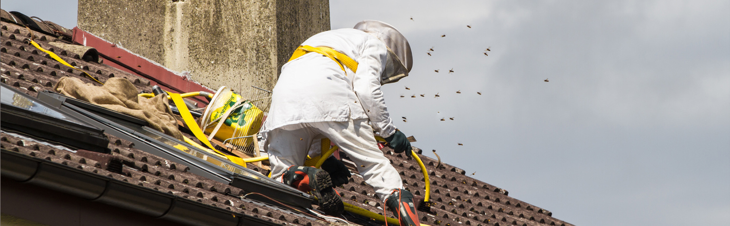 bee and wasp removal services offered