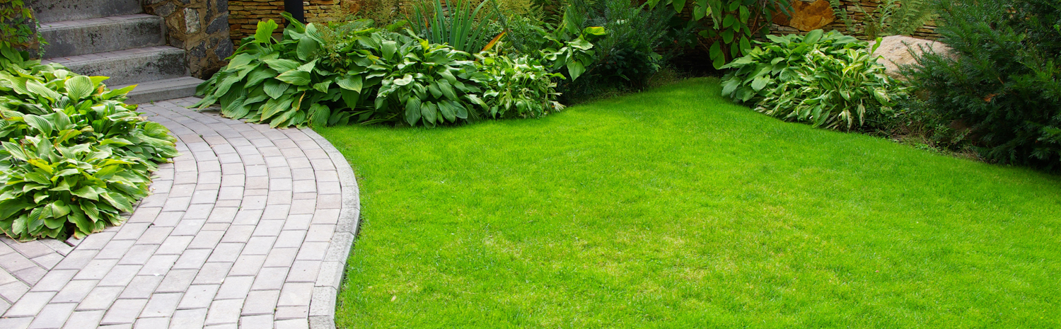 lawn pest care for bugs and insects