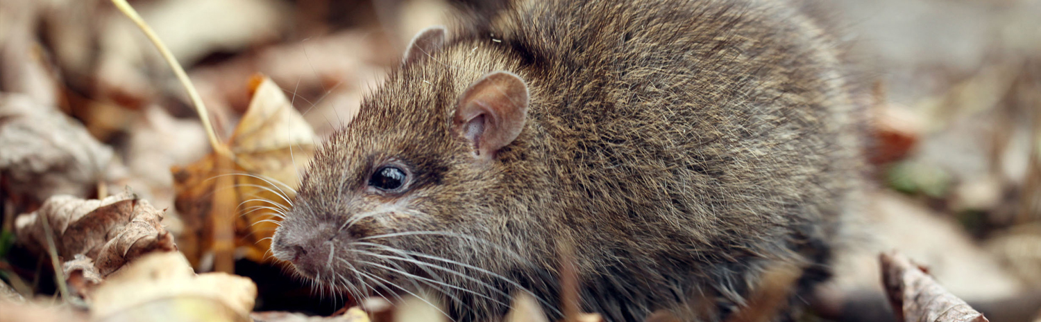 rats, mouse, rodent control