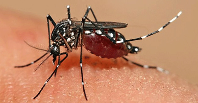 mosquito exterminator