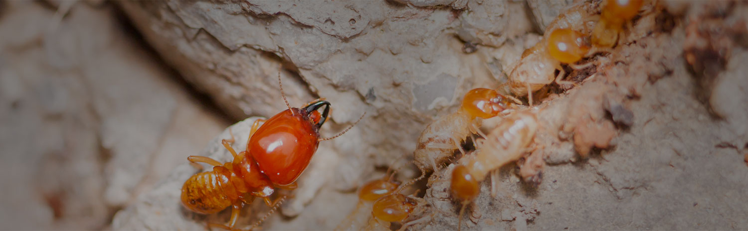 termite treatment and termite control Melbourne Rockledge