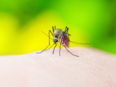 mosquito problem Brevard
