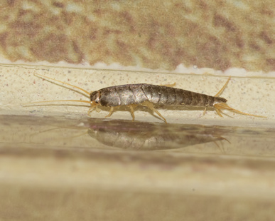 silverfish and other pests