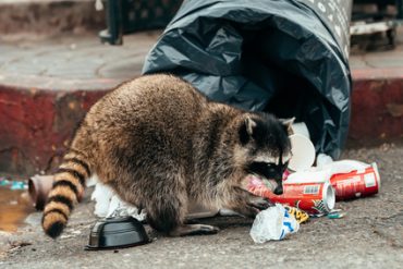 raccoon problems Brevard County