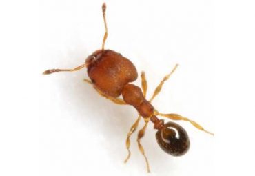 bigheaded ant Florida