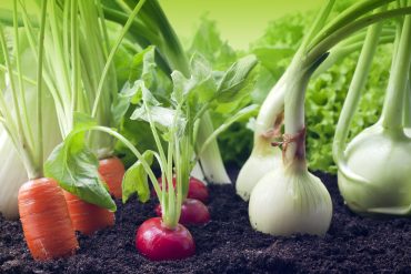 planting veggies in central florida