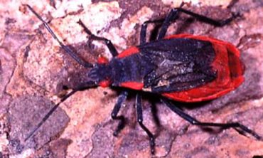 pest bugs Brevard County FL