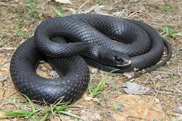 snake black racer