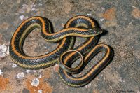 garter snake picture brevard county florida