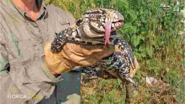 tegu lizard photo courtesy Florida Today