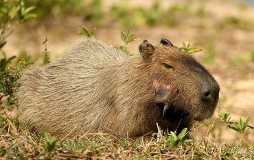 capybara