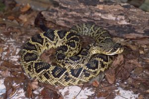 rattlesnake florida