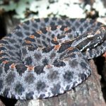 pygmy rattlesnake