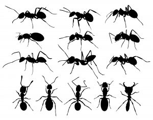 types of ants