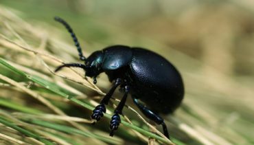 black beetle usa