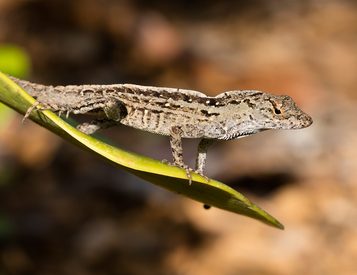 lizards in Brevard County FL