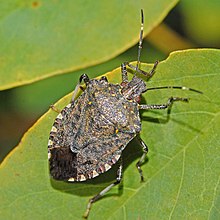 stink bug news