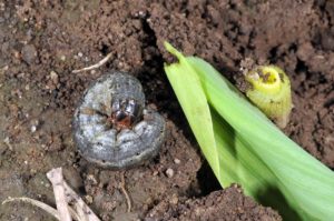 cutworm pests brevard county