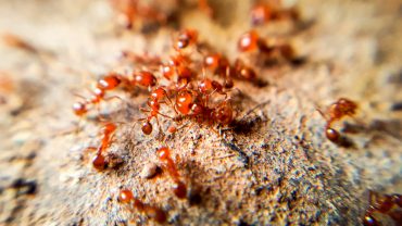 ant problems Florida