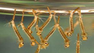 mosquito larvae