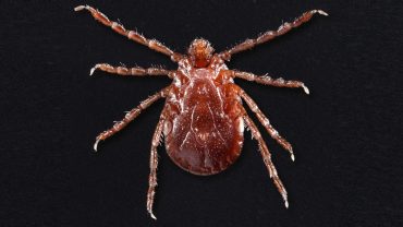 new tick in USA