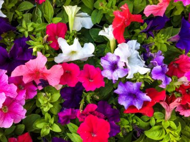 petunias repel pests