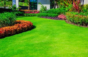 green grass after pest treatment