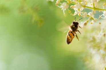 bee removal