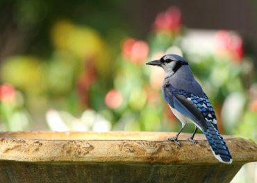 blue jay resting at a bird bath