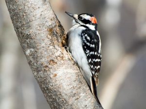 hairy woodpecker florida