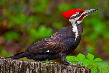 ivory billed woodpecker