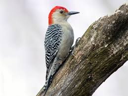 red-bellied wood pecker