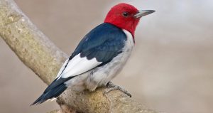 red-headed woodpecker