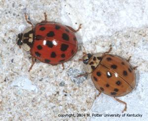 lady bug vs ladybeetle