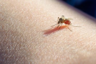 mosquito facts and info