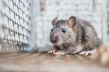 The problem with rat traps