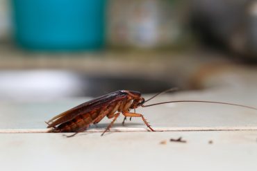 roaches in Brevard County Florida