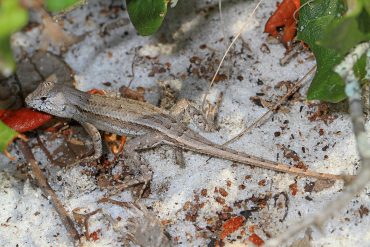 lizard in Florida