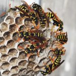 wasp nest