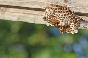 removing wasp nest