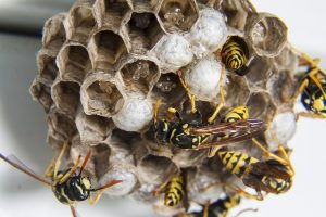 hornet nest