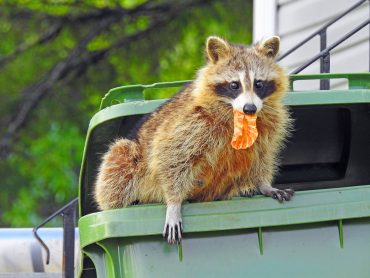 raccoon and other pests